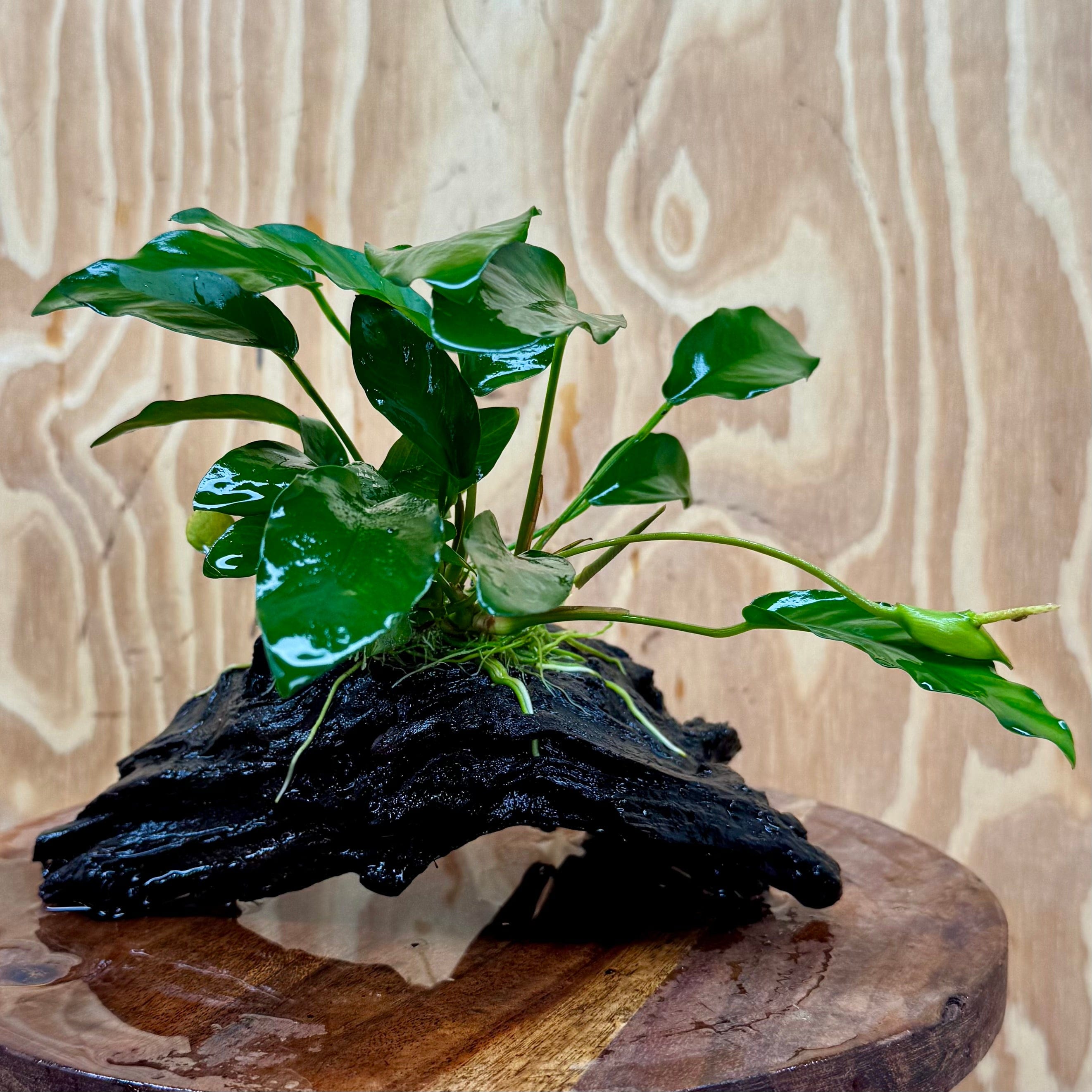 Scapeshop.com.au One Only Anubias 'Petite Emerald Heart' on Medium Driftwood Creation - One Only - Beatiful Buy Anubias Petite Emerald Heart Medium Driftwood ONE ONLY Scapeshop