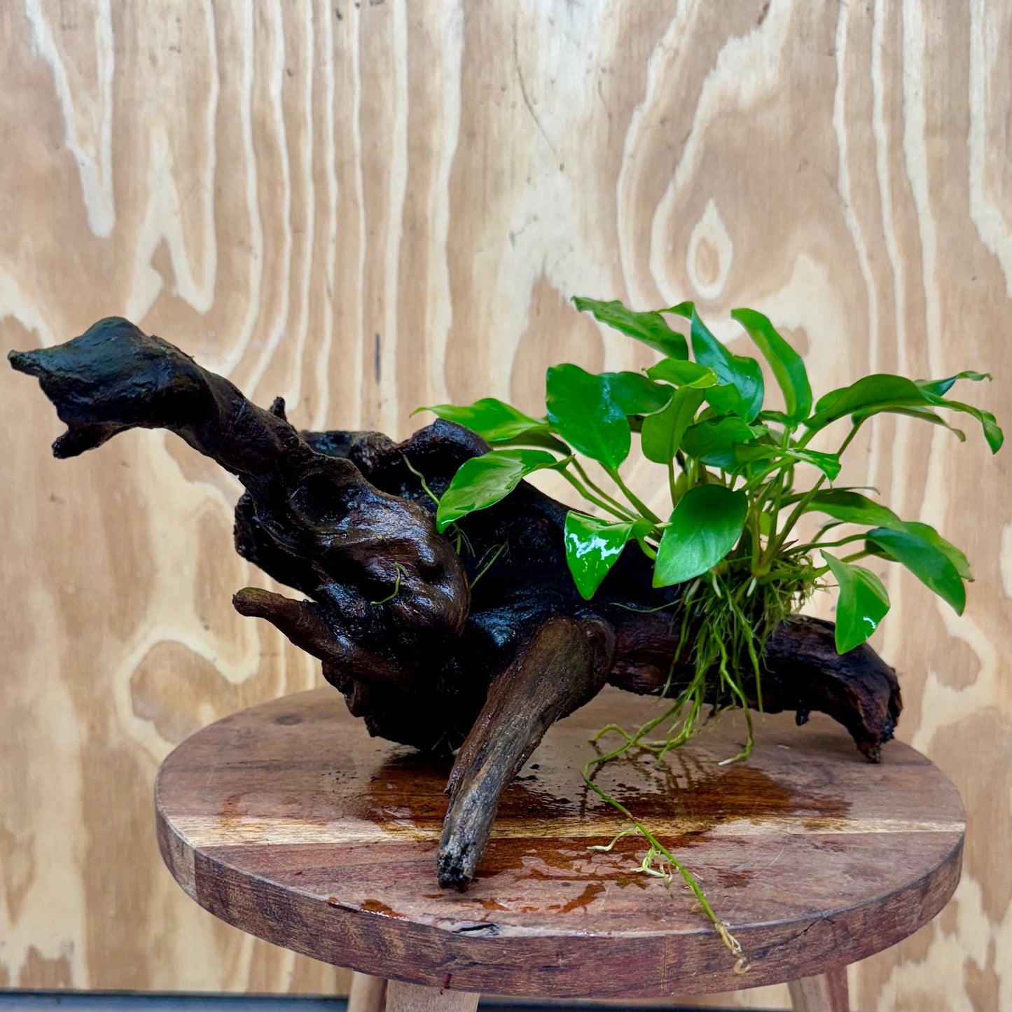 Scapeshop.com.au One Only Anubias 'Petite Emerald Heart' on Medium Driftwood Creation - One Only - Beautiful Buy Anubias Petite Emerald Heart Medium Driftwood ONE ONLY Scapeshop