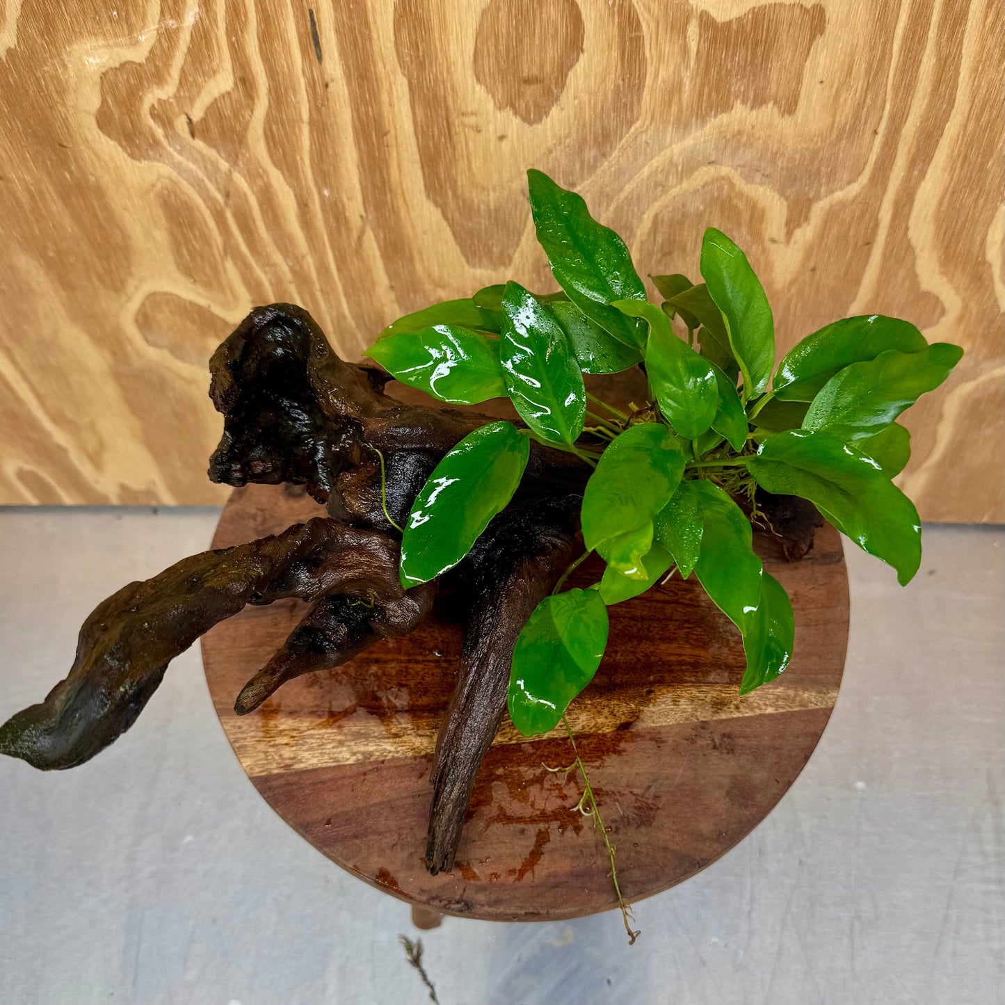 Scapeshop.com.au One Only Anubias 'Petite Emerald Heart' on Medium Driftwood Creation - One Only - Beautiful Buy Anubias Petite Emerald Heart Medium Driftwood ONE ONLY Scapeshop