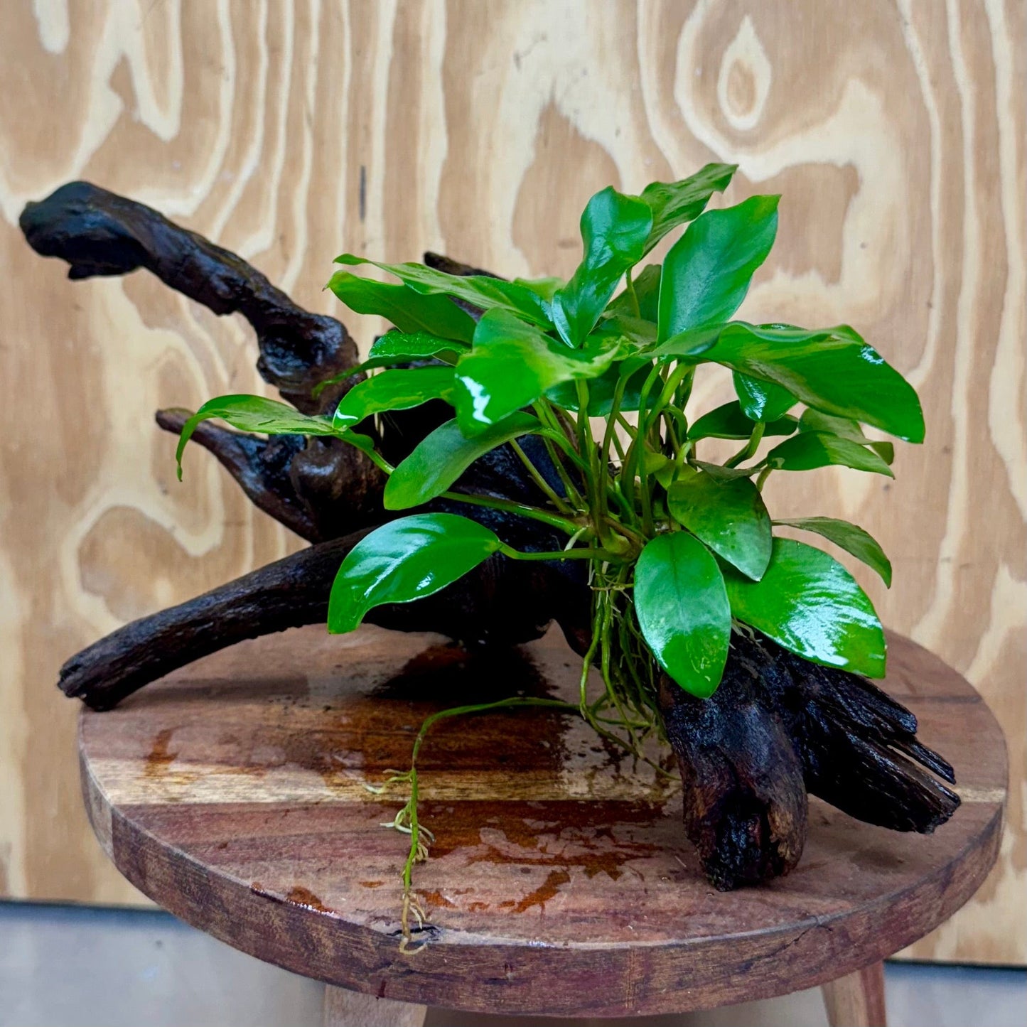 Scapeshop.com.au One Only Anubias 'Petite Emerald Heart' on Medium Driftwood Creation - One Only - Beautiful Buy Anubias Petite Emerald Heart Medium Driftwood ONE ONLY Scapeshop