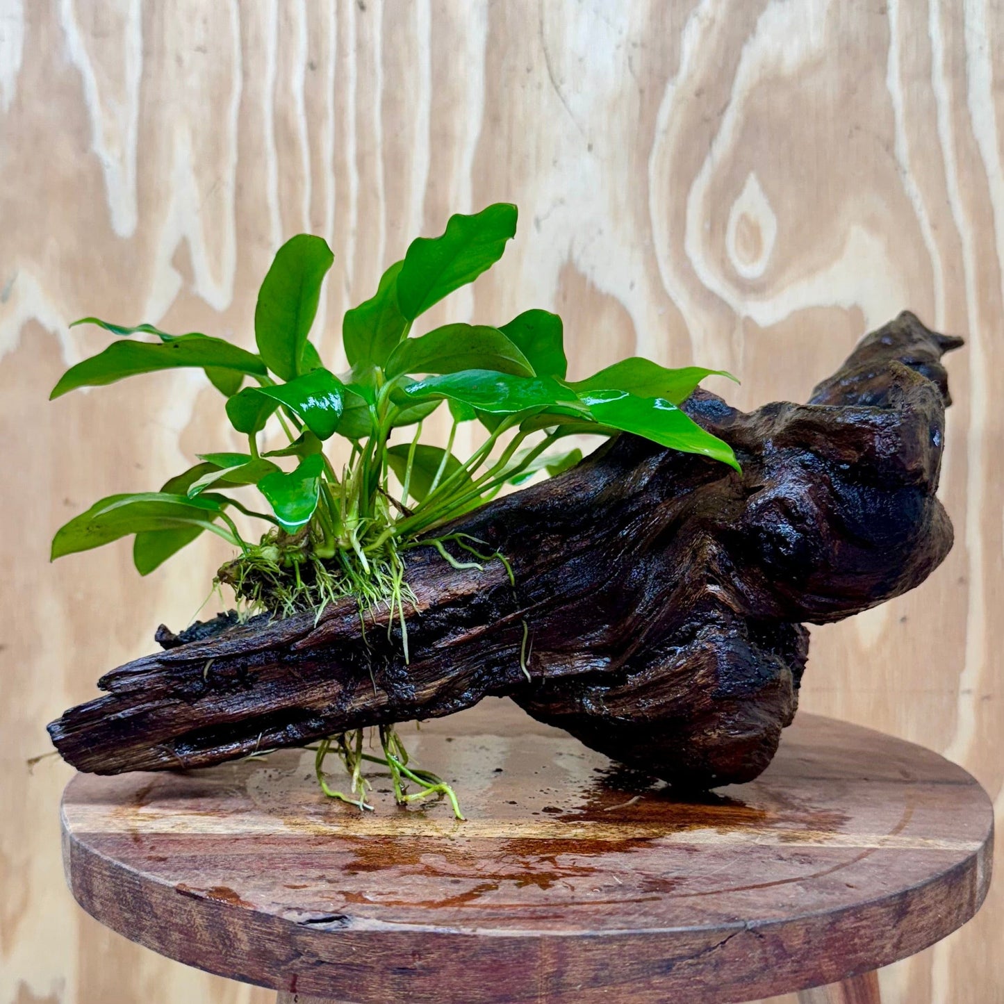 Scapeshop.com.au One Only Anubias 'Petite Emerald Heart' on Medium Driftwood Creation - One Only - Beautiful Buy Anubias Petite Emerald Heart Medium Driftwood ONE ONLY Scapeshop