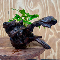 Scapeshop.com.au One Only Anubias 'Petite Emerald Heart' on Medium Driftwood Creation - One Only - Beautiful Buy Anubias Petite Emerald Heart Medium Driftwood ONE ONLY Scapeshop
