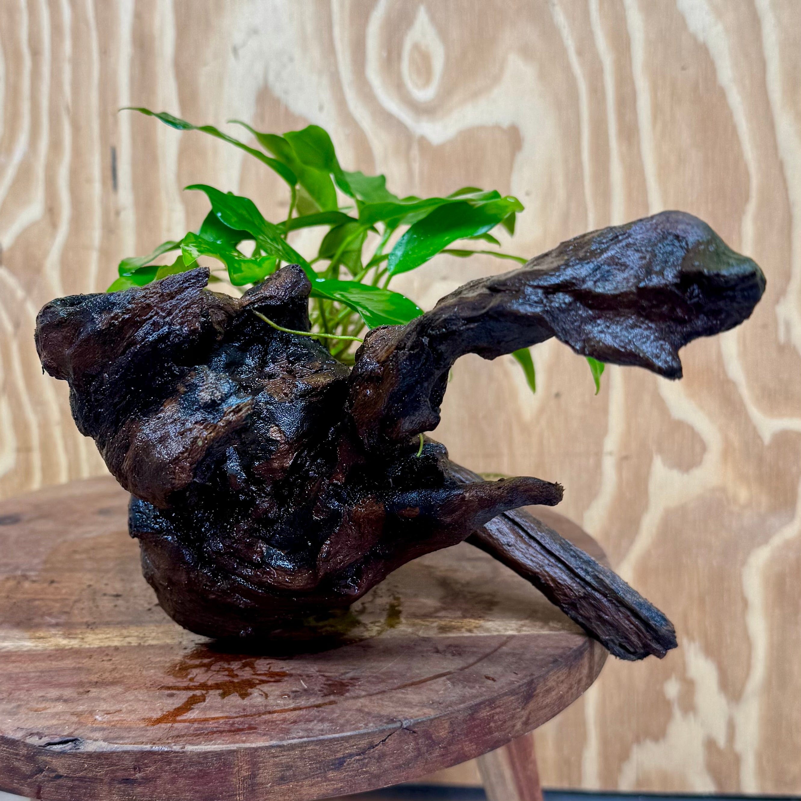 Scapeshop.com.au One Only Anubias 'Petite Emerald Heart' on Medium Driftwood Creation - One Only - Beautiful Buy Anubias Petite Emerald Heart Medium Driftwood ONE ONLY Scapeshop