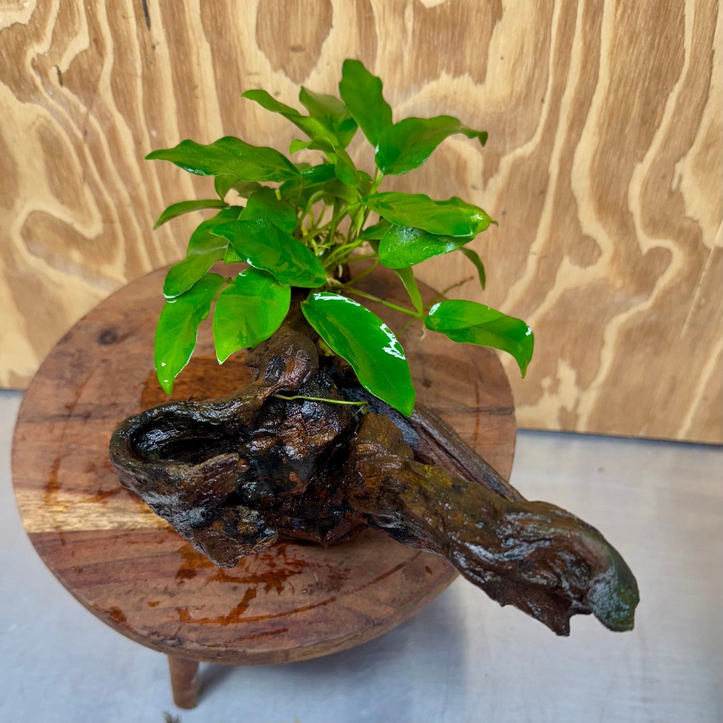 Scapeshop.com.au One Only Anubias 'Petite Emerald Heart' on Medium Driftwood Creation - One Only - Beautiful Buy Anubias Petite Emerald Heart Medium Driftwood ONE ONLY Scapeshop
