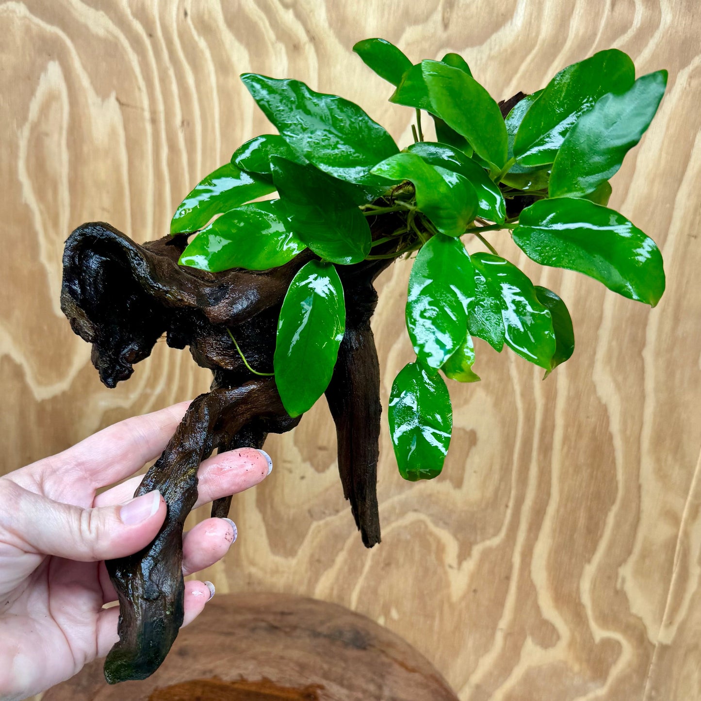 Scapeshop.com.au One Only Anubias 'Petite Emerald Heart' on Medium Driftwood Creation - One Only - Beautiful Buy Anubias Petite Emerald Heart Medium Driftwood ONE ONLY Scapeshop