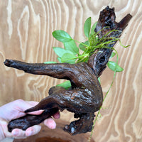 Scapeshop.com.au One Only Anubias 'Petite Emerald Heart' on Medium Driftwood Creation - One Only - Beautiful Buy Anubias Petite Emerald Heart Medium Driftwood ONE ONLY Scapeshop