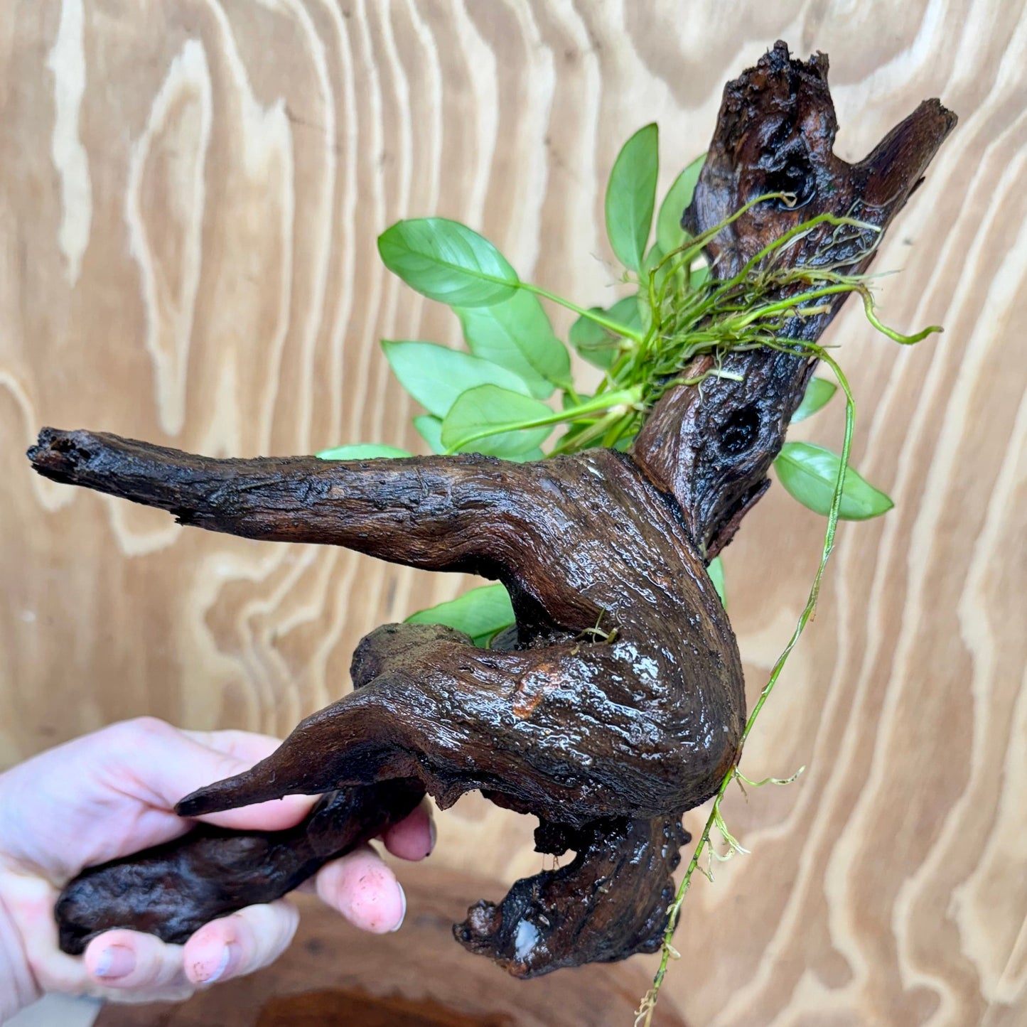 Scapeshop.com.au One Only Anubias 'Petite Emerald Heart' on Medium Driftwood Creation - One Only - Beautiful Buy Anubias Petite Emerald Heart Medium Driftwood ONE ONLY Scapeshop
