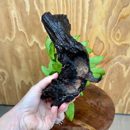 Scapeshop.com.au One Only Anubias 'Petite Emerald Heart' on Medium Driftwood Creation - One Only - Beautiful Buy Anubias Petite Emerald Heart Medium Driftwood ONE ONLY Scapeshop