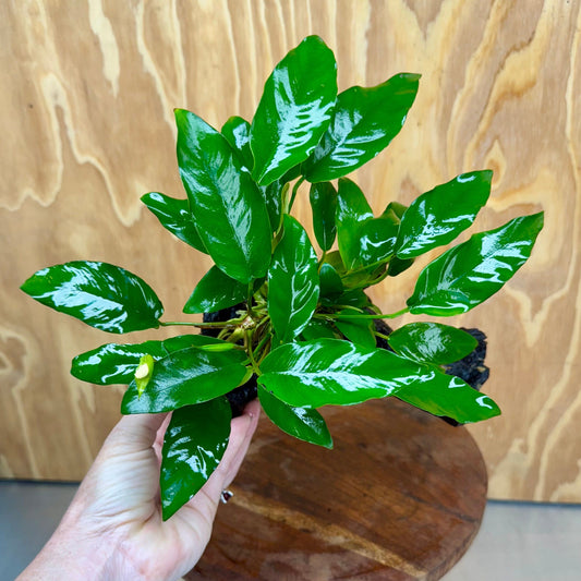 Scapeshop.com.au One Only Anubias 'Petite Emerald Heart' on Medium Driftwood Creation - One Only - Beautiful Buy Anubias Petite Emerald Heart Medium Driftwood ONE ONLY Scapeshop