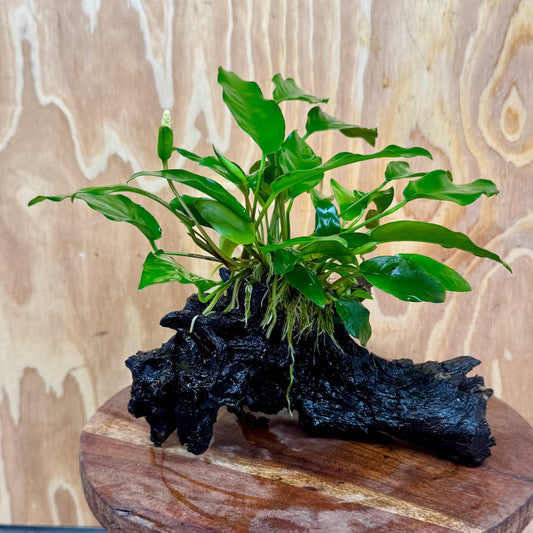 Scapeshop.com.au One Only Anubias 'Petite Emerald Heart' on Medium Driftwood Creation - One Only - Beautiful Buy Anubias Petite Emerald Heart Medium Driftwood ONE ONLY Scapeshop