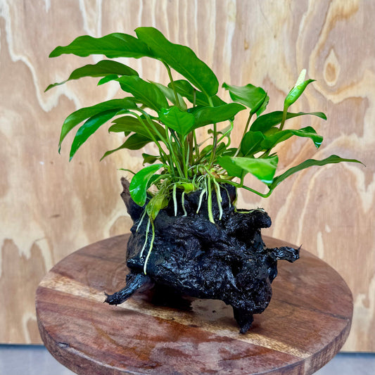 Scapeshop.com.au One Only Anubias 'Petite Emerald Heart' on Medium Driftwood Creation - One Only - Beautiful Buy Anubias Petite Emerald Heart Medium Driftwood ONE ONLY Scapeshop