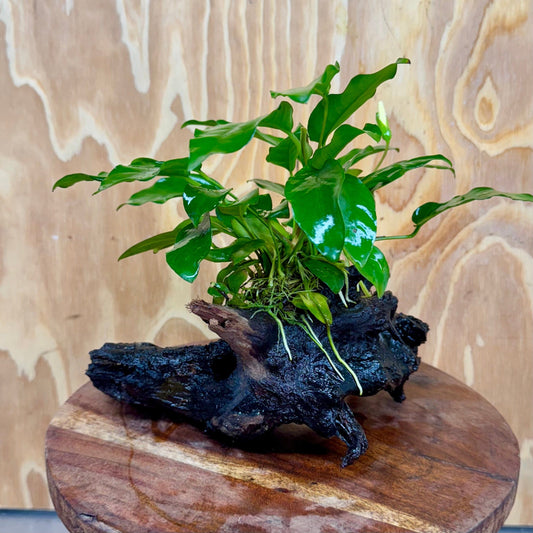 Scapeshop.com.au One Only Anubias 'Petite Emerald Heart' on Medium Driftwood Creation - One Only - Beautiful Buy Anubias Petite Emerald Heart Medium Driftwood ONE ONLY Scapeshop
