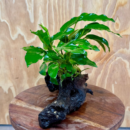 Scapeshop.com.au One Only Anubias 'Petite Emerald Heart' on Medium Driftwood Creation - One Only - Beautiful Buy Anubias Petite Emerald Heart Medium Driftwood ONE ONLY Scapeshop