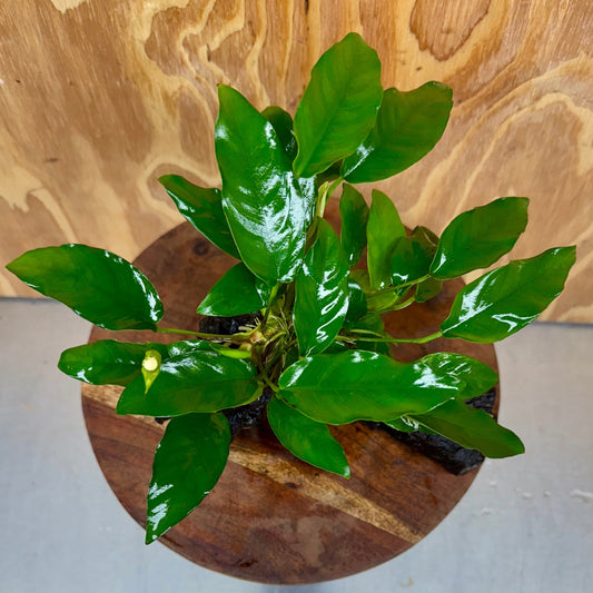 Scapeshop.com.au One Only Anubias 'Petite Emerald Heart' on Medium Driftwood Creation - One Only - Beautiful Buy Anubias Petite Emerald Heart Medium Driftwood ONE ONLY Scapeshop