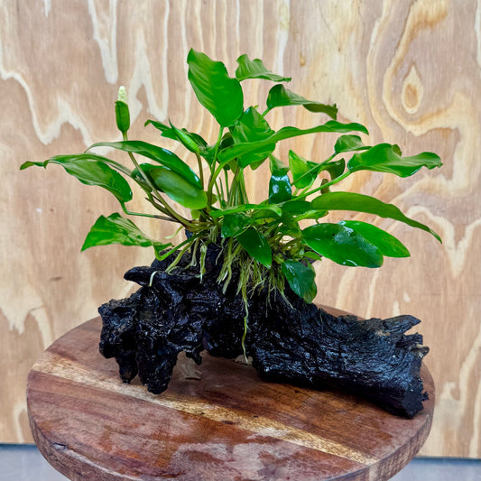 Scapeshop.com.au One Only Anubias 'Petite Emerald Heart' on Medium Driftwood Creation - One Only - Beautiful Buy Anubias Petite Emerald Heart Medium Driftwood ONE ONLY Scapeshop