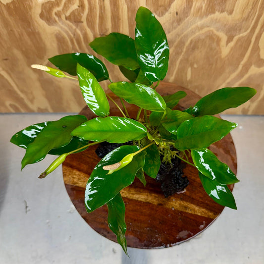 Scapeshop.com.au One Only Anubias 'Petite Emerald Heart' on Medium Driftwood Creation - One Only - Beautiful Buy Anubias Petite Emerald Heart Medium Driftwood ONE ONLY Scapeshop