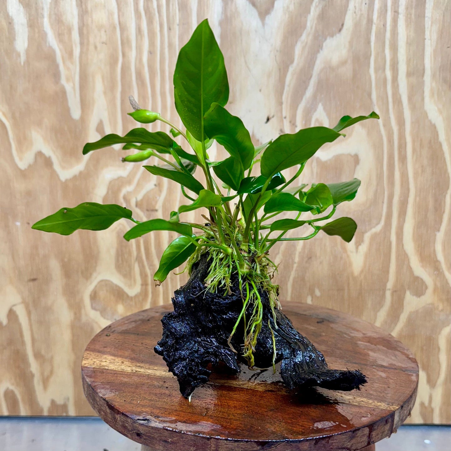 Scapeshop.com.au One Only Anubias 'Petite Emerald Heart' on Medium Driftwood Creation - One Only - Beautiful Buy Anubias Petite Emerald Heart Medium Driftwood ONE ONLY Scapeshop