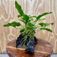Scapeshop.com.au One Only Anubias 'Petite Emerald Heart' on Medium Driftwood Creation - One Only - Beautiful Buy Anubias Petite Emerald Heart Medium Driftwood ONE ONLY Scapeshop