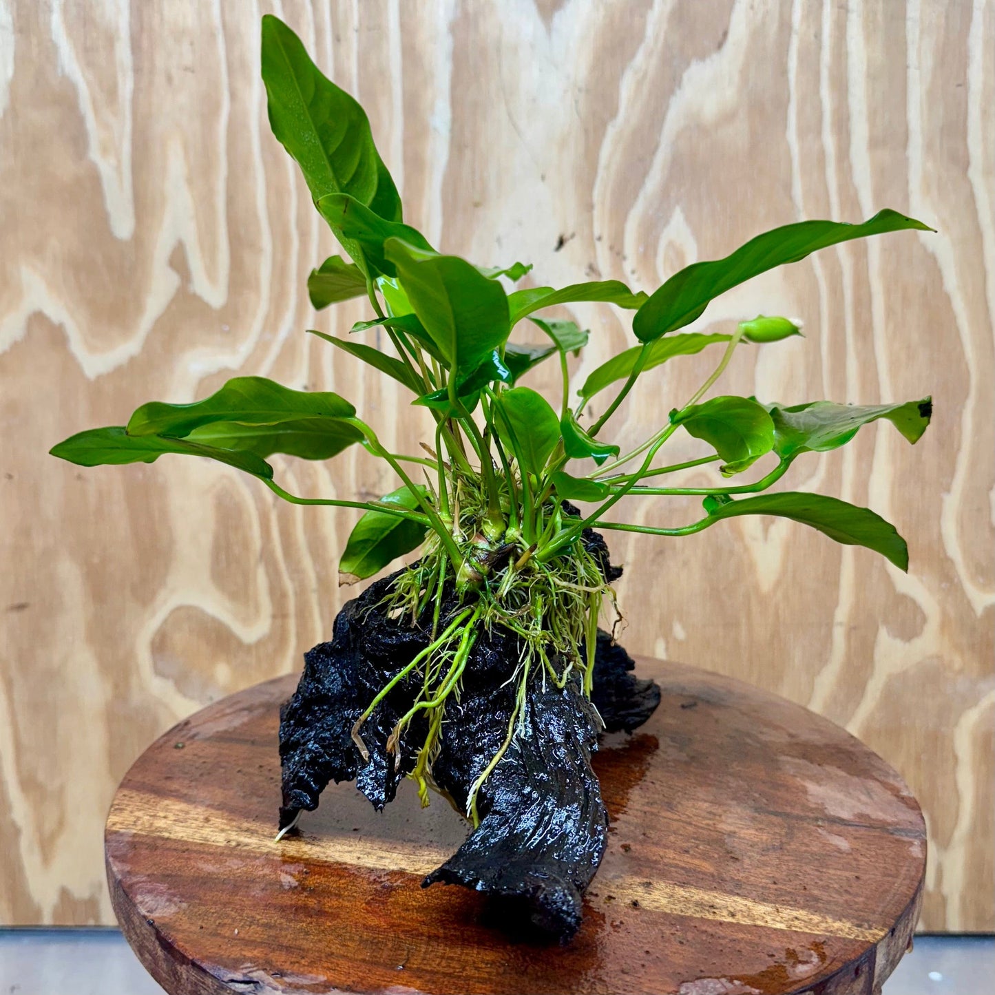 Scapeshop.com.au One Only Anubias 'Petite Emerald Heart' on Medium Driftwood Creation - One Only - Beautiful Buy Anubias Petite Emerald Heart Medium Driftwood ONE ONLY Scapeshop