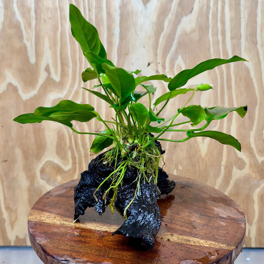 Scapeshop.com.au One Only Anubias 'Petite Emerald Heart' on Medium Driftwood Creation - One Only - Beautiful Buy Anubias Petite Emerald Heart Medium Driftwood ONE ONLY Scapeshop