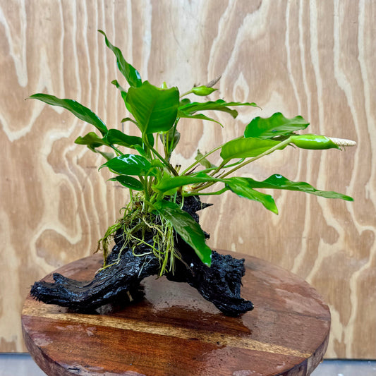 Scapeshop.com.au One Only Anubias 'Petite Emerald Heart' on Medium Driftwood Creation - One Only - Beautiful Buy Anubias Petite Emerald Heart Medium Driftwood ONE ONLY Scapeshop