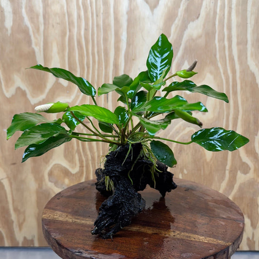 Scapeshop.com.au One Only Anubias 'Petite Emerald Heart' on Medium Driftwood Creation - One Only - Beautiful Buy Anubias Petite Emerald Heart Medium Driftwood ONE ONLY Scapeshop