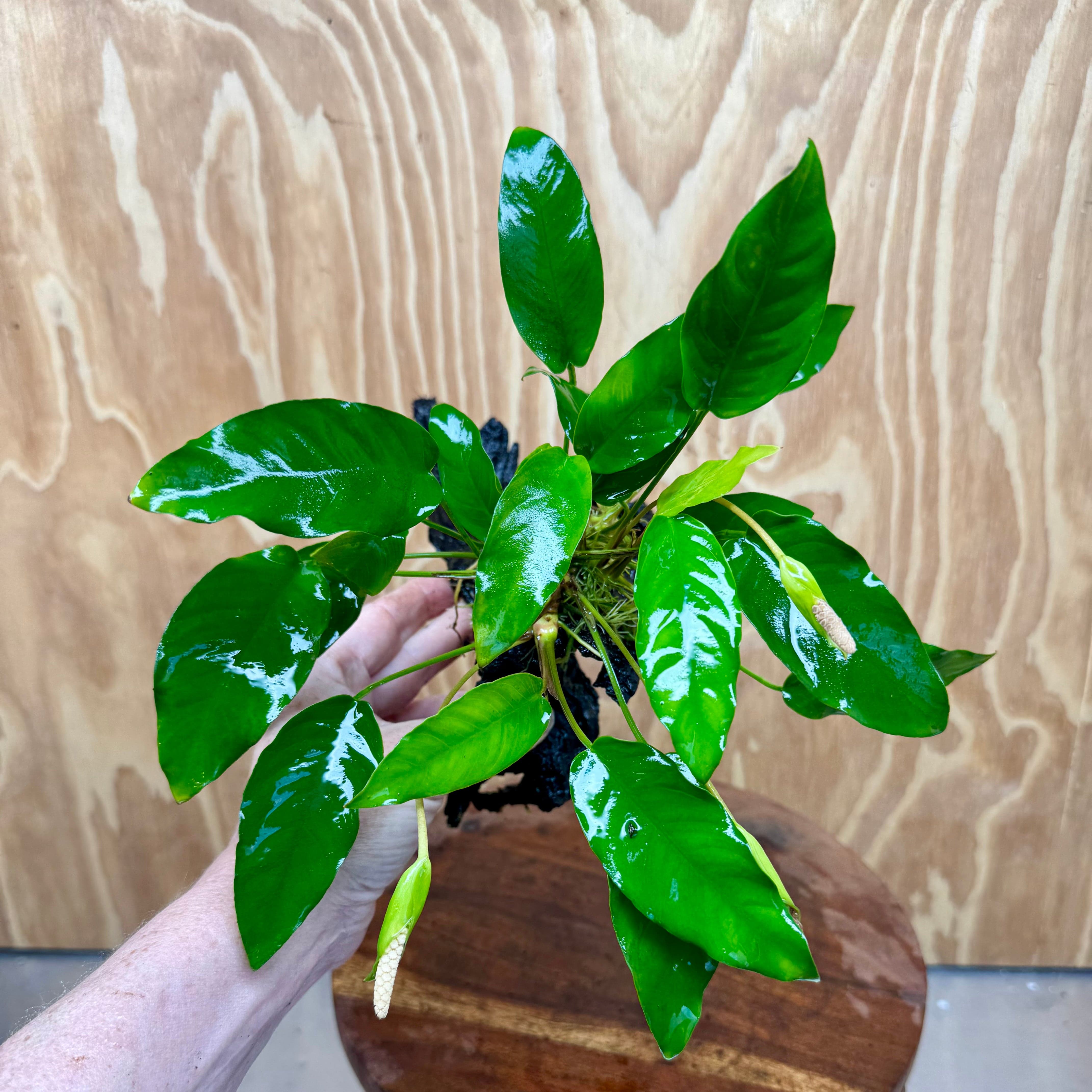 Scapeshop.com.au One Only Anubias 'Petite Emerald Heart' on Medium Driftwood Creation - One Only - Beautiful Buy Anubias Petite Emerald Heart Medium Driftwood ONE ONLY Scapeshop
