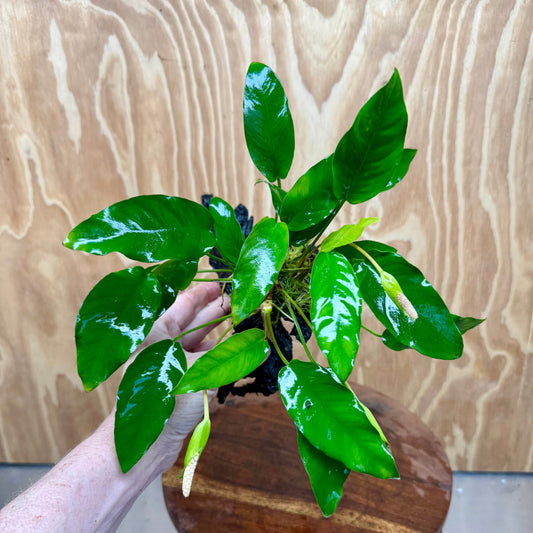 Scapeshop.com.au One Only Anubias 'Petite Emerald Heart' on Medium Driftwood Creation - One Only - Beautiful Buy Anubias Petite Emerald Heart Medium Driftwood ONE ONLY Scapeshop