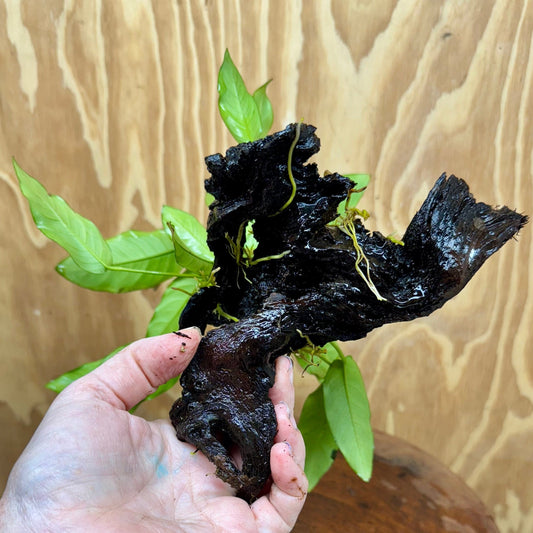 Scapeshop.com.au One Only Anubias 'Petite Emerald Heart' on Medium Driftwood Creation - One Only - Beautiful Buy Anubias Petite Emerald Heart Medium Driftwood ONE ONLY Scapeshop