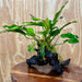 Scapeshop.com.au One Only Anubias 'Petite Emerald Heart' on Medium Driftwood Creation - One Only - Beautiful Buy Anubias Petite Emerald Heart Medium Driftwood ONE ONLY Scapeshop