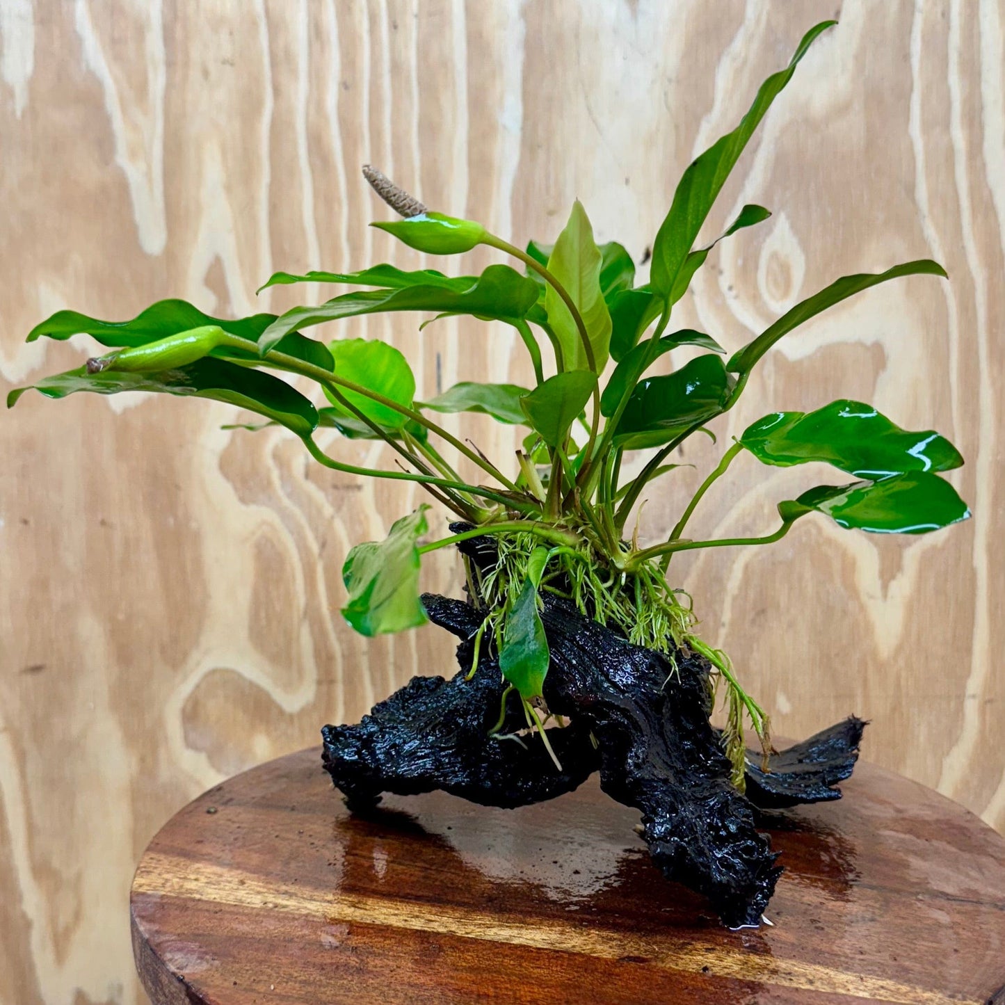 Scapeshop.com.au One Only Anubias 'Petite Emerald Heart' on Medium Driftwood Creation - One Only - Beautiful Buy Anubias Petite Emerald Heart Medium Driftwood ONE ONLY Scapeshop