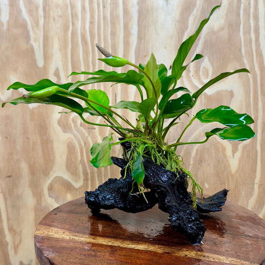 Scapeshop.com.au One Only Anubias 'Petite Emerald Heart' on Medium Driftwood Creation - One Only - Beautiful Buy Anubias Petite Emerald Heart Medium Driftwood ONE ONLY Scapeshop