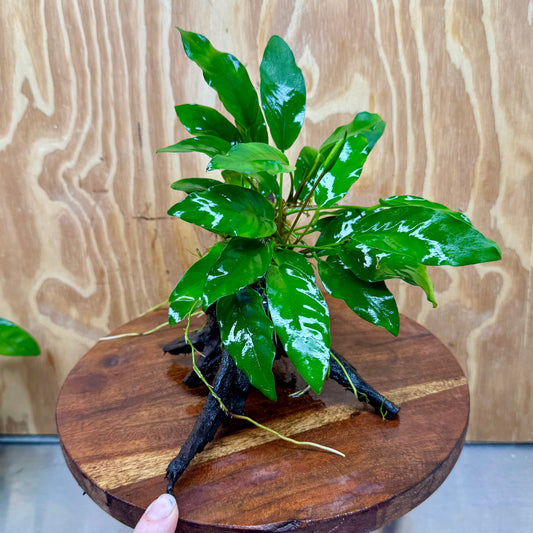 Scapeshop.com.au One Only Anubias 'Petite Emerald Heart' on Medium Driftwood Creation - One Only - Beautiful Buy Anubias Petite Emerald Heart Medium Driftwood ONE ONLY Scapeshop