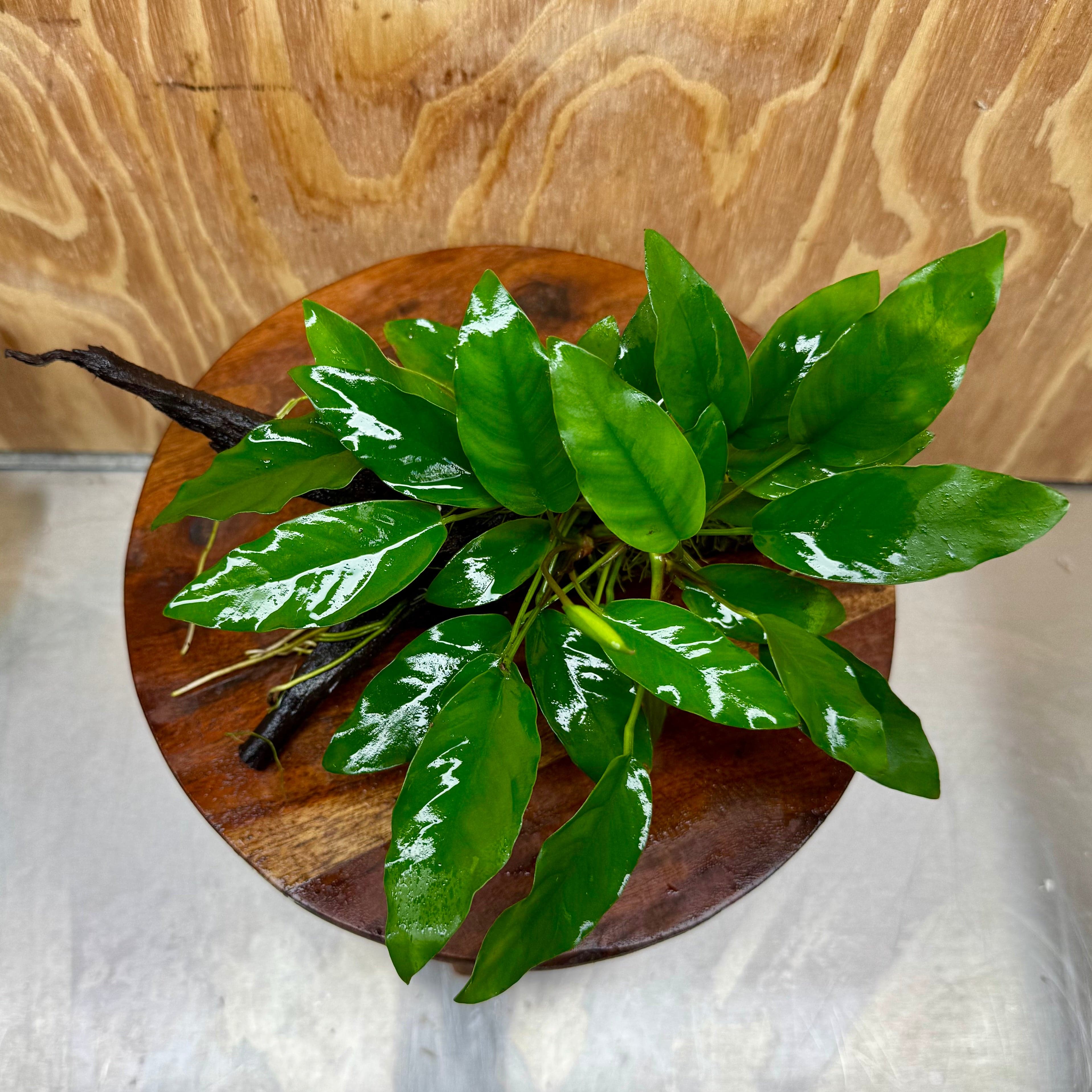Scapeshop.com.au One Only Anubias 'Petite Emerald Heart' on Medium Driftwood Creation - One Only - Beautiful Buy Anubias Petite Emerald Heart Medium Driftwood ONE ONLY Scapeshop