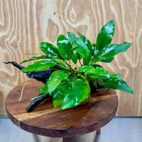 Scapeshop.com.au One Only Anubias 'Petite Emerald Heart' on Medium Driftwood Creation - One Only - Beautiful Buy Anubias Petite Emerald Heart Medium Driftwood ONE ONLY Scapeshop