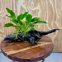 Scapeshop.com.au One Only Anubias 'Petite Emerald Heart' on Medium Driftwood Creation - One Only - Beautiful Buy Anubias Petite Emerald Heart Medium Driftwood ONE ONLY Scapeshop