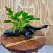 Scapeshop.com.au One Only Anubias 'Petite Emerald Heart' on Medium Driftwood Creation - One Only - Beautiful Buy Anubias Petite Emerald Heart Medium Driftwood ONE ONLY Scapeshop