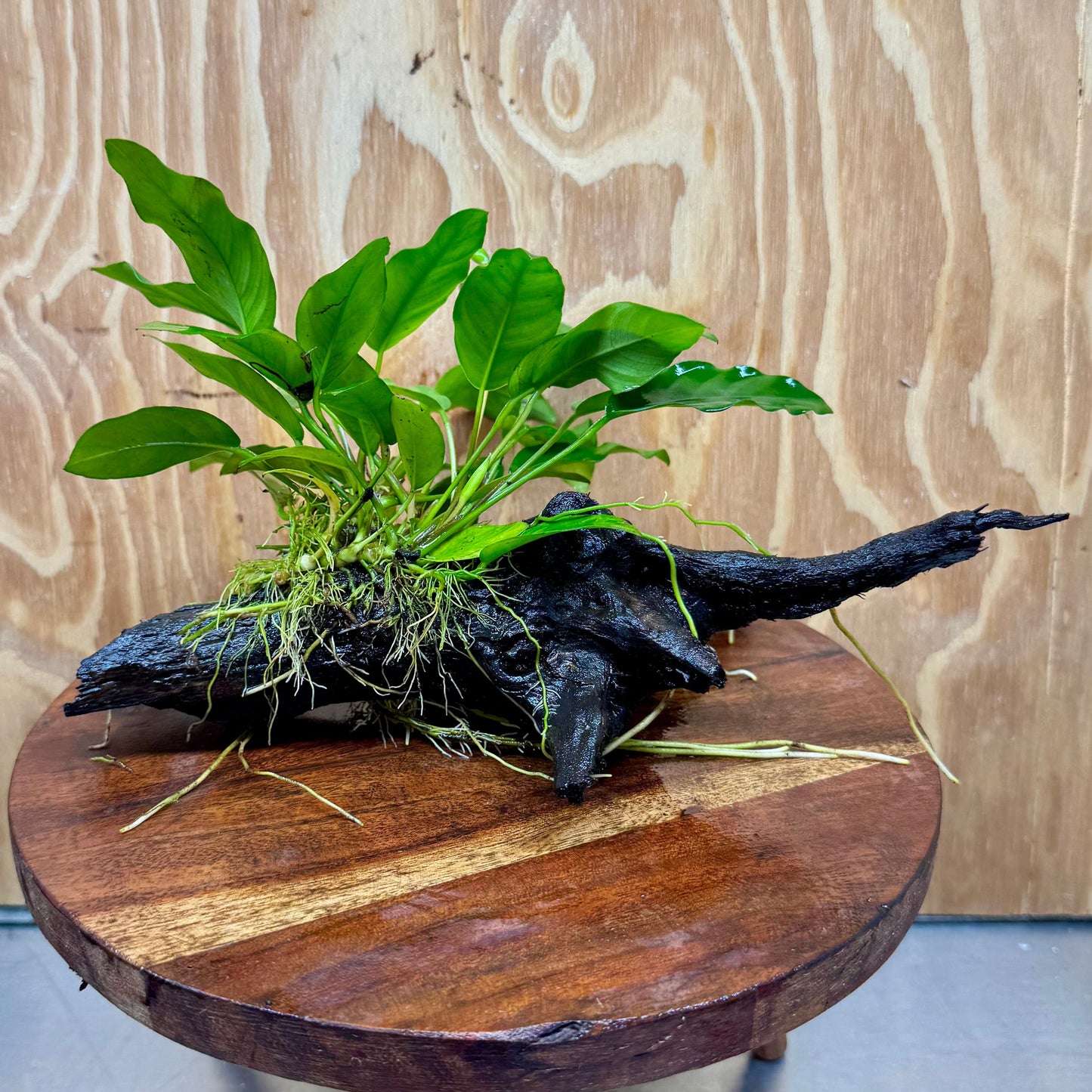 Scapeshop.com.au One Only Anubias 'Petite Emerald Heart' on Medium Driftwood Creation - One Only - Beautiful Buy Anubias Petite Emerald Heart Medium Driftwood ONE ONLY Scapeshop