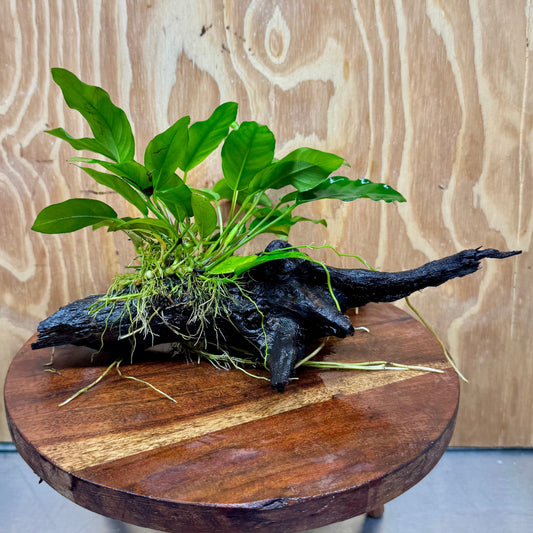 Scapeshop.com.au One Only Anubias 'Petite Emerald Heart' on Medium Driftwood Creation - One Only - Beautiful Buy Anubias Petite Emerald Heart Medium Driftwood ONE ONLY Scapeshop