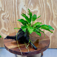Scapeshop.com.au One Only Anubias 'Petite Emerald Heart' on Medium Driftwood Creation - One Only - Beautiful Buy Anubias Petite Emerald Heart Medium Driftwood ONE ONLY Scapeshop