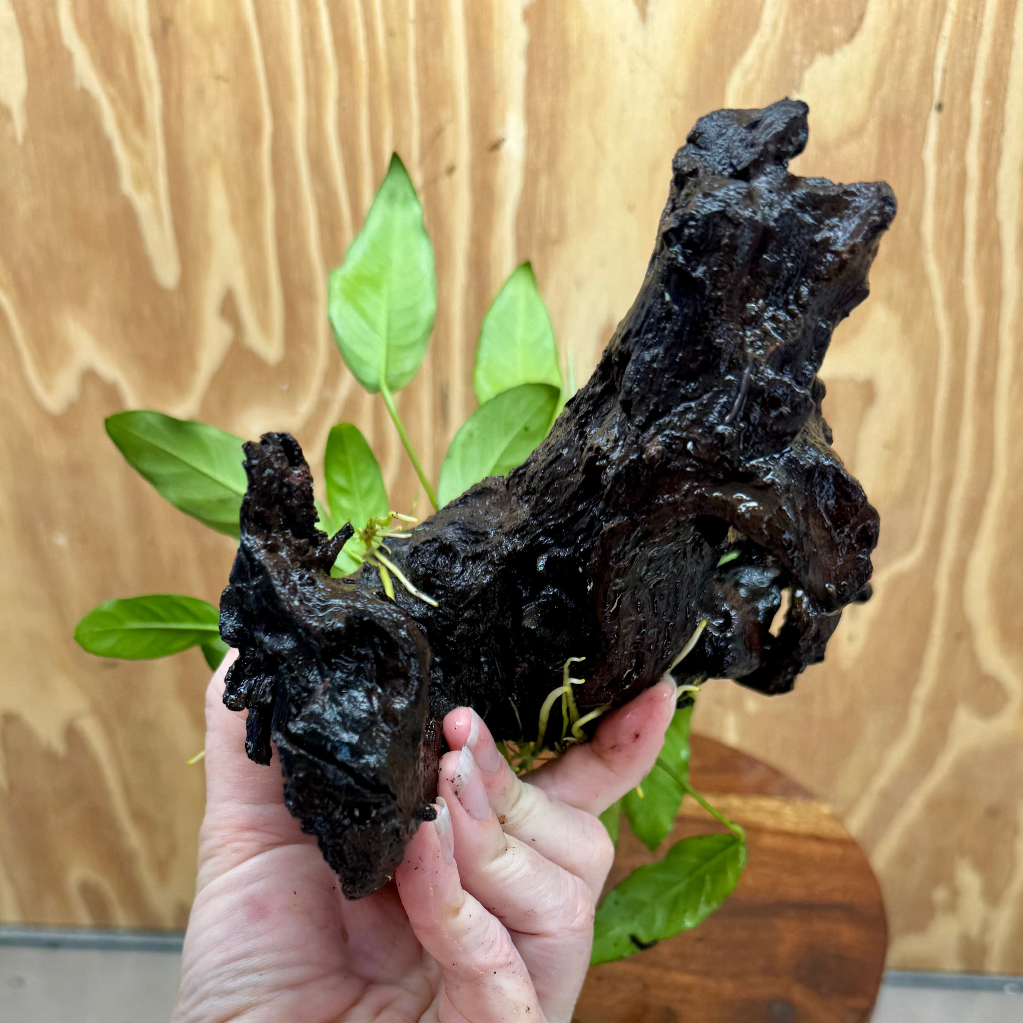 Scapeshop.com.au One Only Anubias 'Petite Emerald Heart' on Medium Driftwood Creation - One Only - Beautiful Buy Anubias Petite Emerald Heart Medium Driftwood ONE ONLY Scapeshop