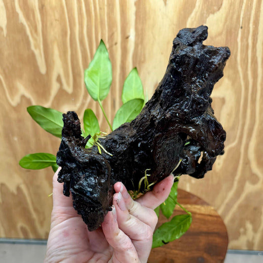 Scapeshop.com.au One Only Anubias 'Petite Emerald Heart' on Medium Driftwood Creation - One Only - Beautiful Buy Anubias Petite Emerald Heart Medium Driftwood ONE ONLY Scapeshop