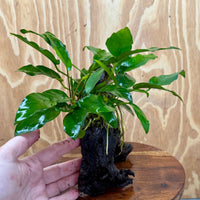 Scapeshop.com.au One Only Anubias 'Petite Emerald Heart' on Medium Driftwood Creation - One Only - Beautiful Buy Anubias Petite Emerald Heart Medium Driftwood ONE ONLY Scapeshop