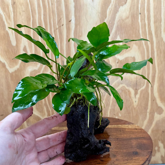 Scapeshop.com.au One Only Anubias 'Petite Emerald Heart' on Medium Driftwood Creation - One Only - Beautiful Buy Anubias Petite Emerald Heart Medium Driftwood ONE ONLY Scapeshop