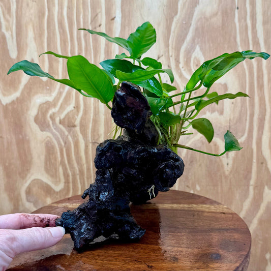 Scapeshop.com.au One Only Anubias 'Petite Emerald Heart' on Medium Driftwood Creation - One Only - Beautiful Buy Anubias Petite Emerald Heart Medium Driftwood ONE ONLY Scapeshop