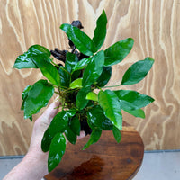 Scapeshop.com.au One Only Anubias 'Petite Emerald Heart' on Medium Driftwood Creation - One Only - Beautiful Buy Anubias Petite Emerald Heart Medium Driftwood ONE ONLY Scapeshop