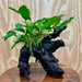 Scapeshop.com.au One Only Anubias 'Petite Emerald Heart' on Medium Driftwood Creation - One Only - Beautiful Buy Anubias Petite Emerald Heart Medium Driftwood ONE ONLY Scapeshop