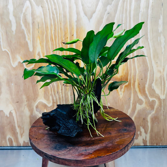 Scapeshop.com.au One Only Anubias 'Petite Emerald Heart' on Medium Driftwood Creation - One Only - Beautiful Buy Anubias Petite Emerald Heart Medium Driftwood ONE ONLY Scapeshop