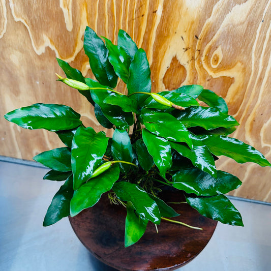 Scapeshop.com.au One Only Anubias 'Petite Emerald Heart' on Medium Driftwood Creation - One Only - Beautiful Buy Anubias Petite Emerald Heart Medium Driftwood ONE ONLY Scapeshop