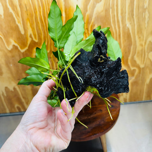 Scapeshop.com.au One Only Anubias 'Petite Emerald Heart' on Medium Driftwood Creation - One Only - Beautiful Buy Anubias Petite Emerald Heart Medium Driftwood ONE ONLY Scapeshop